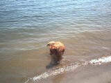 Teddy in the lake.