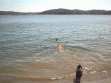 Teddy and Trixie.  Teddy is swimming out to retrieve his football.