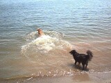 Teddy and Trixie playing in the lake.